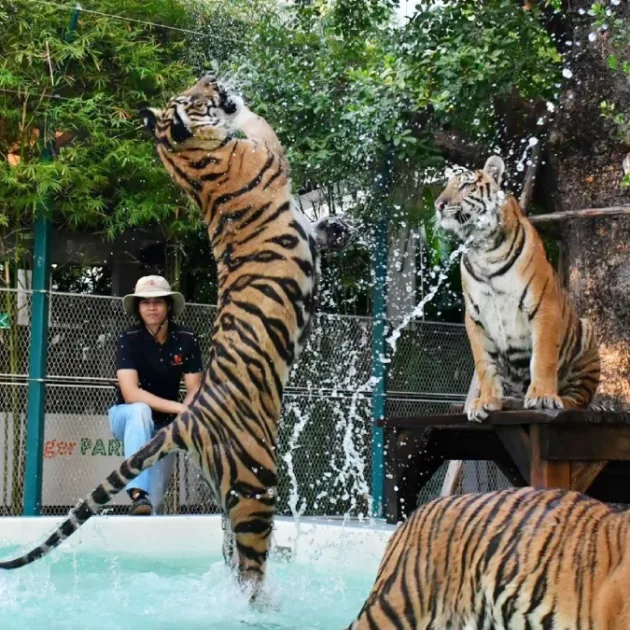 Tiger Park Pattaya